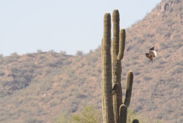 May 22, 2013<br>Great Horned Owl landing sequence